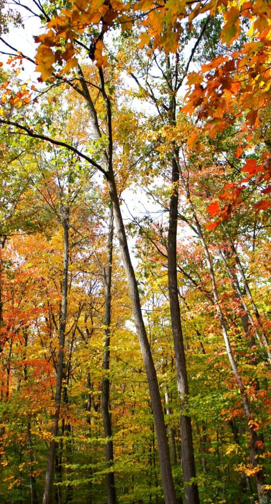 forest in autumn