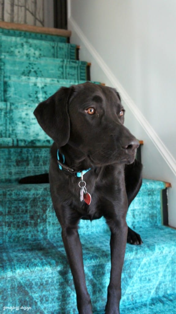 black lab on teal stair runner