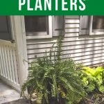 pin image - ferns in tall planter