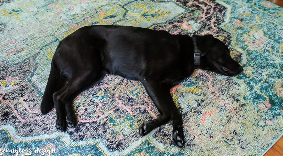 cute black dog on colorful rug