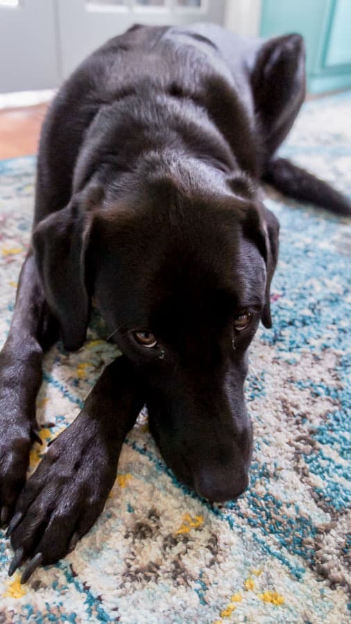 cute black lab on rug