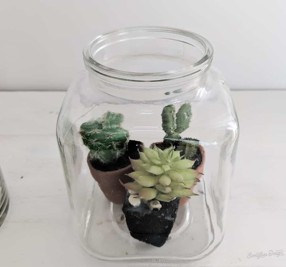 succulents in jar