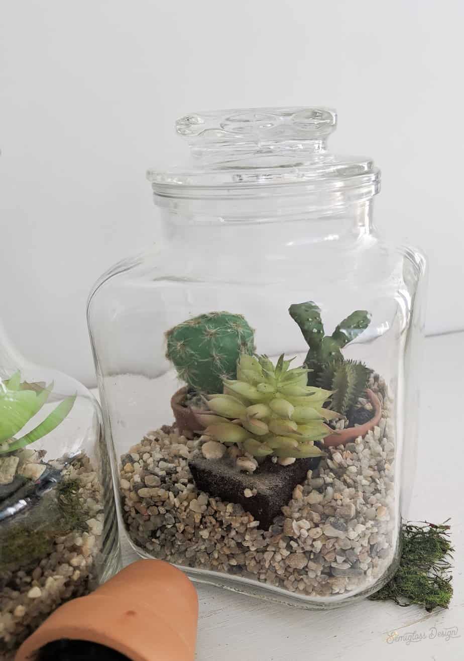 succulent terrarium