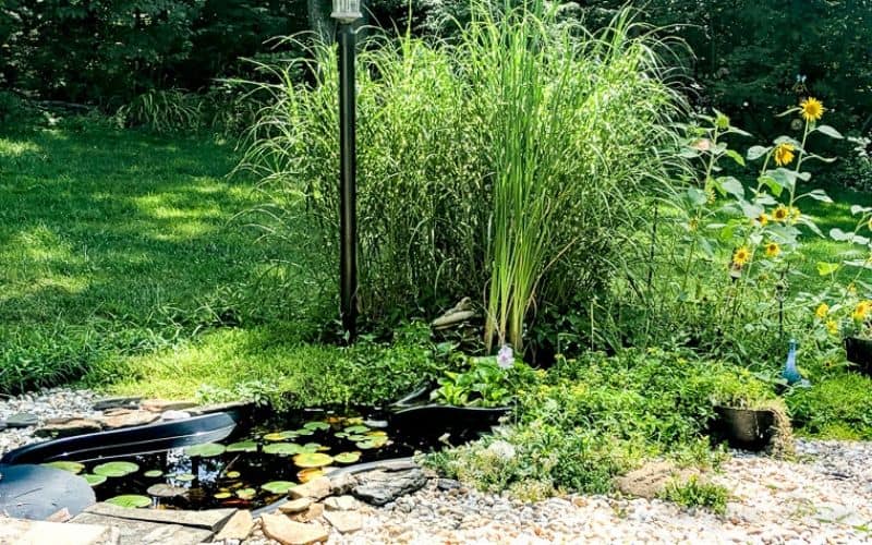 small pond