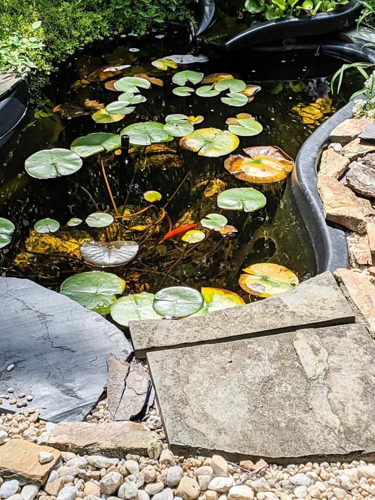 goldfish in backyard pond