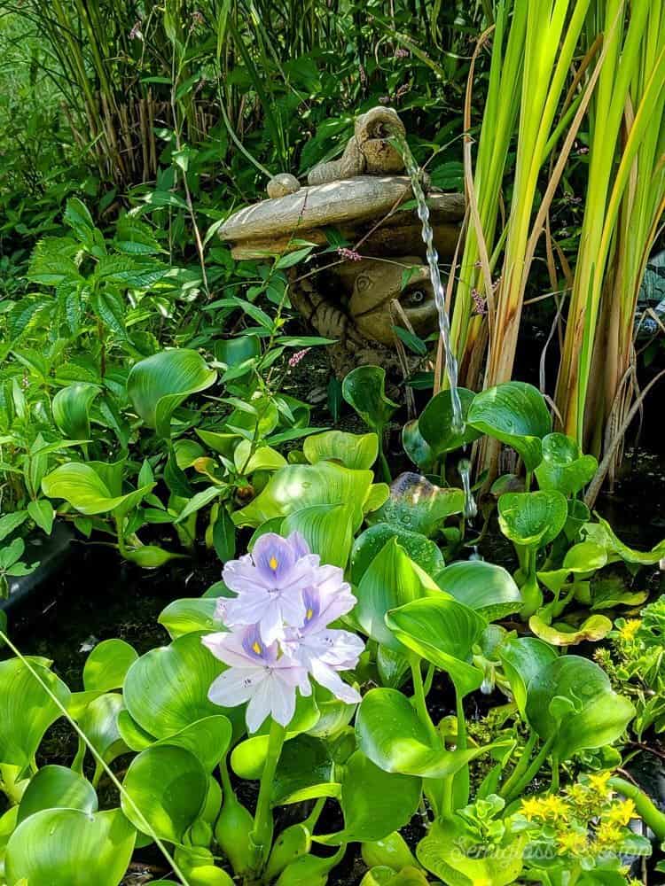 water hyacinth in pond to control algae