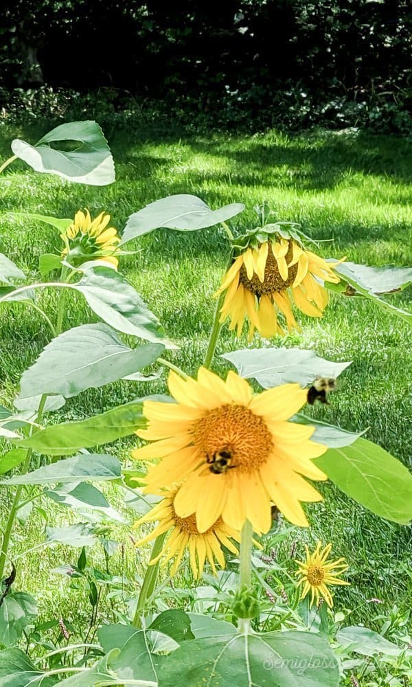 sunflowers with bees