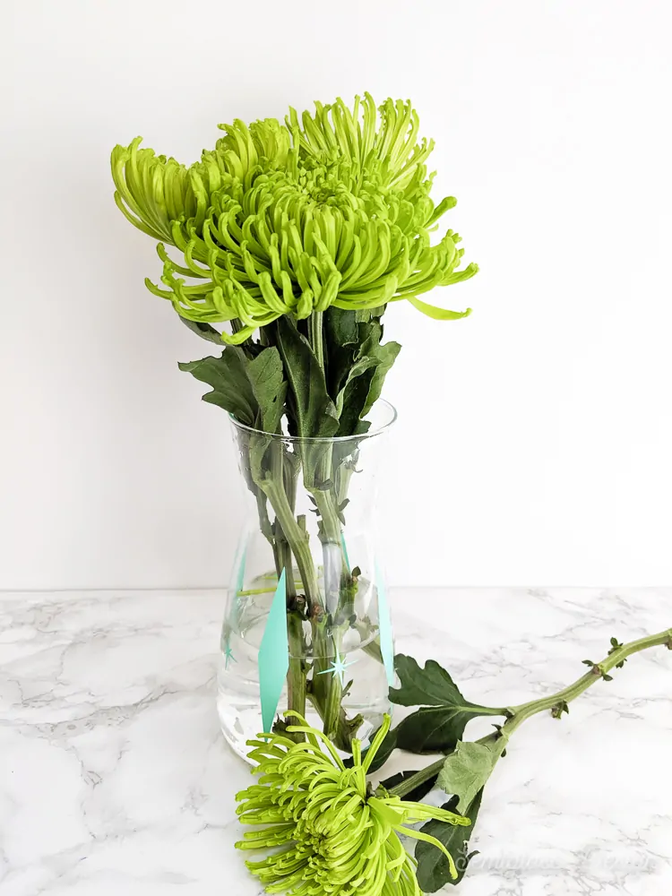 IKEA carafe as retro vase with green mum flowers