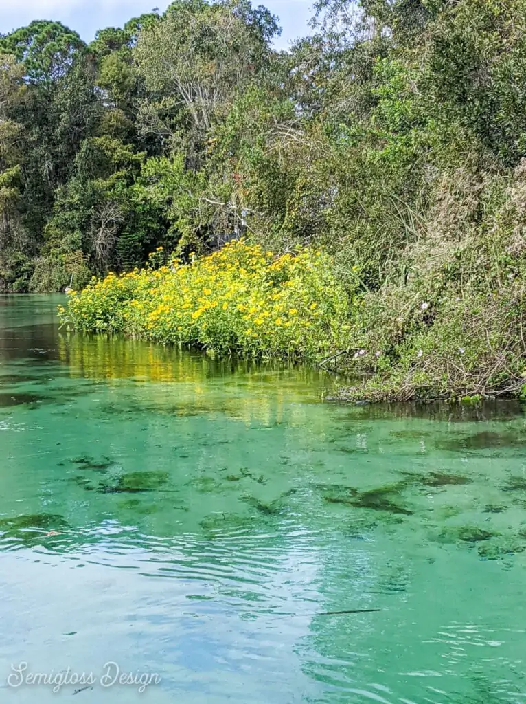 Weeki Wachee river