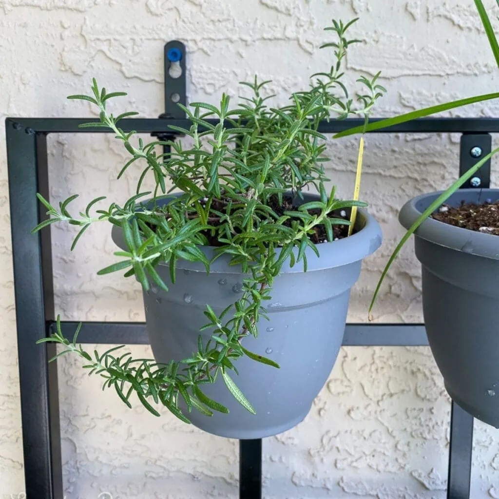 rosemary plant in gray pot