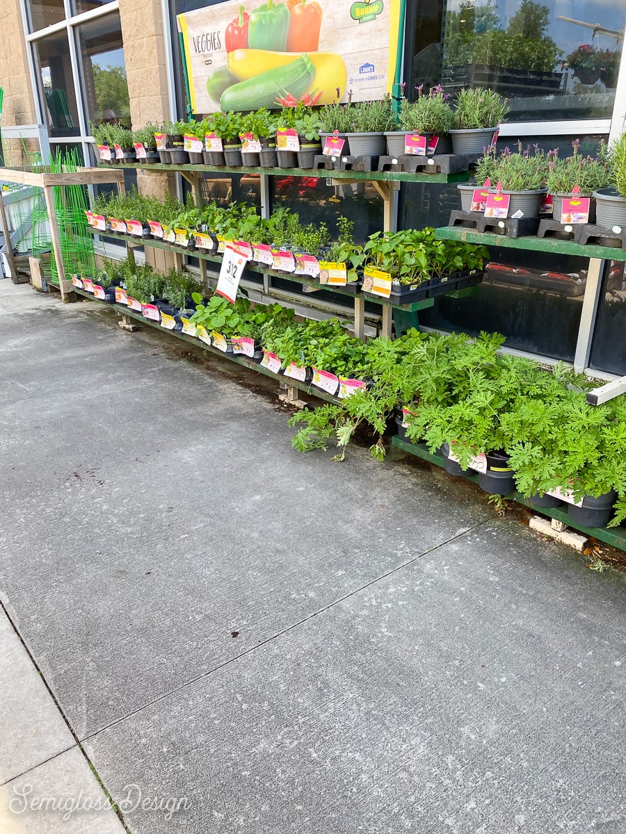 plants at garden center