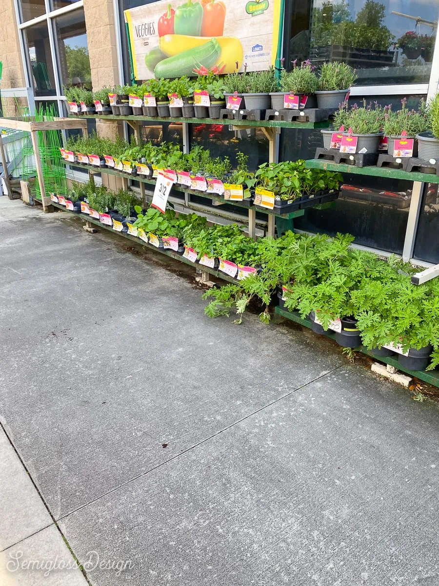 plants at garden center