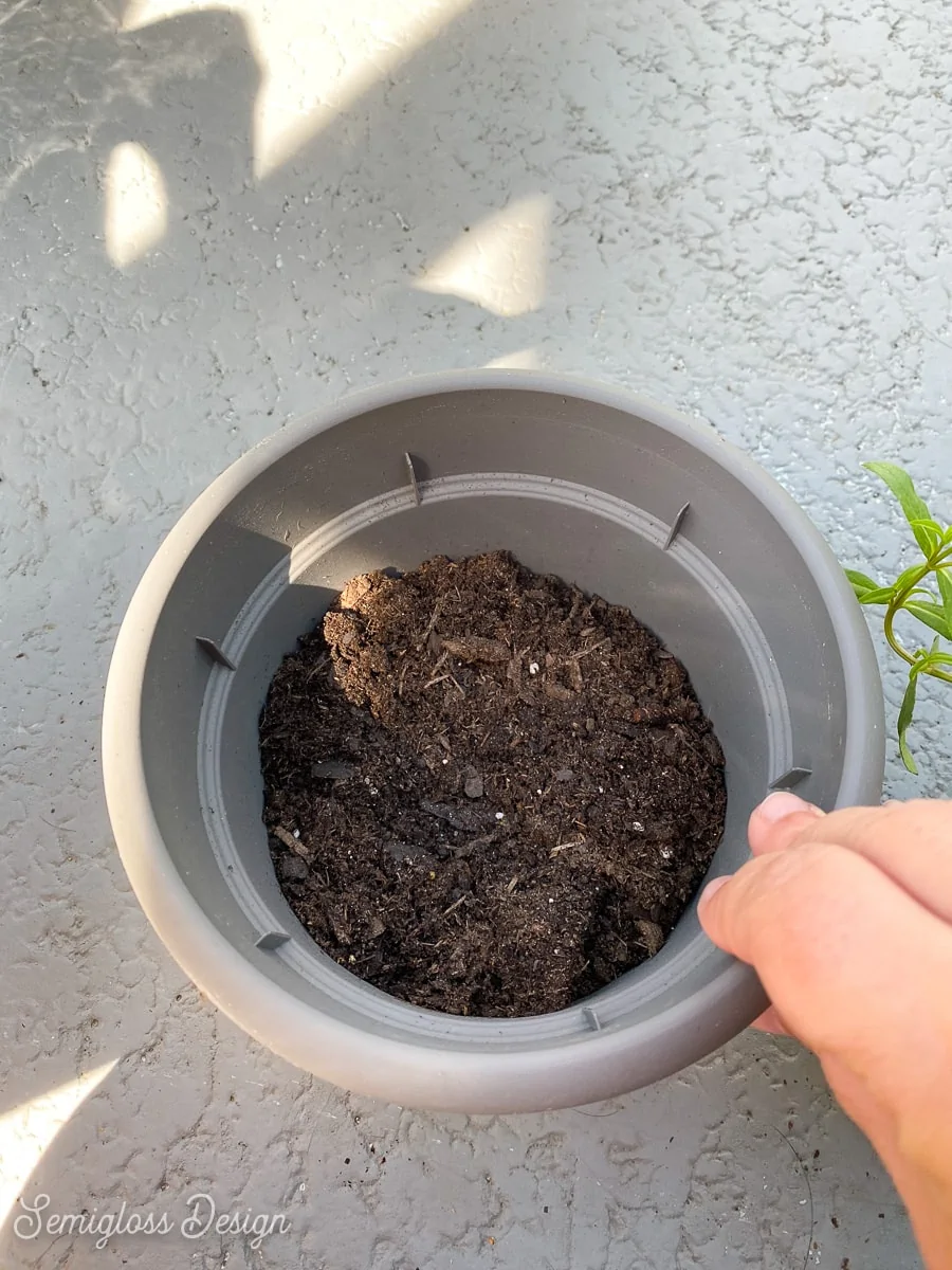 dirt in pot