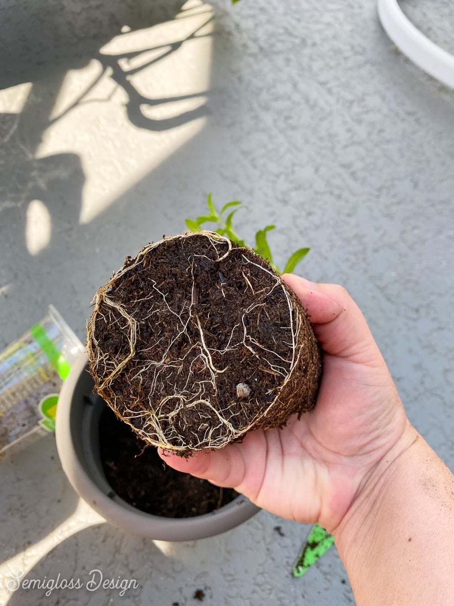 bottom roots on plant