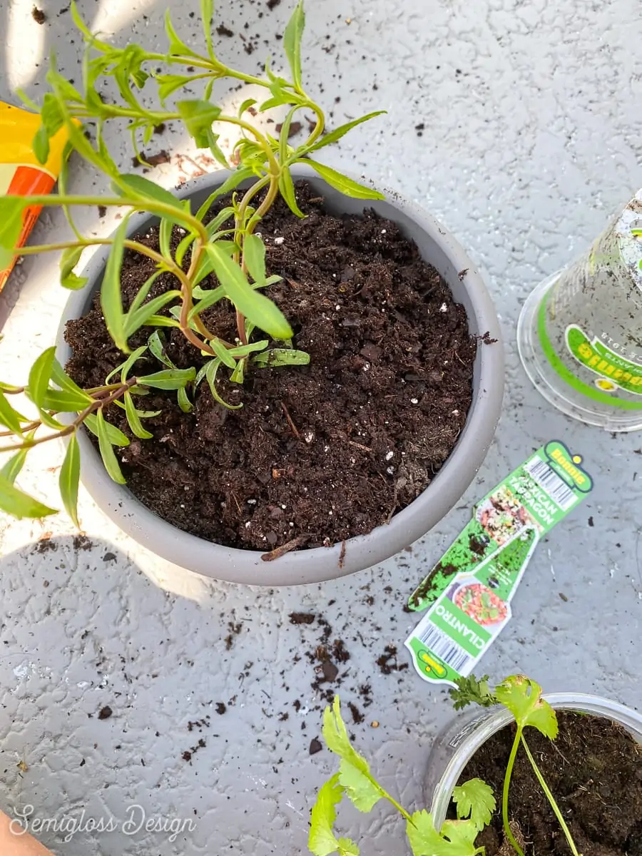 planted tarragon in pot