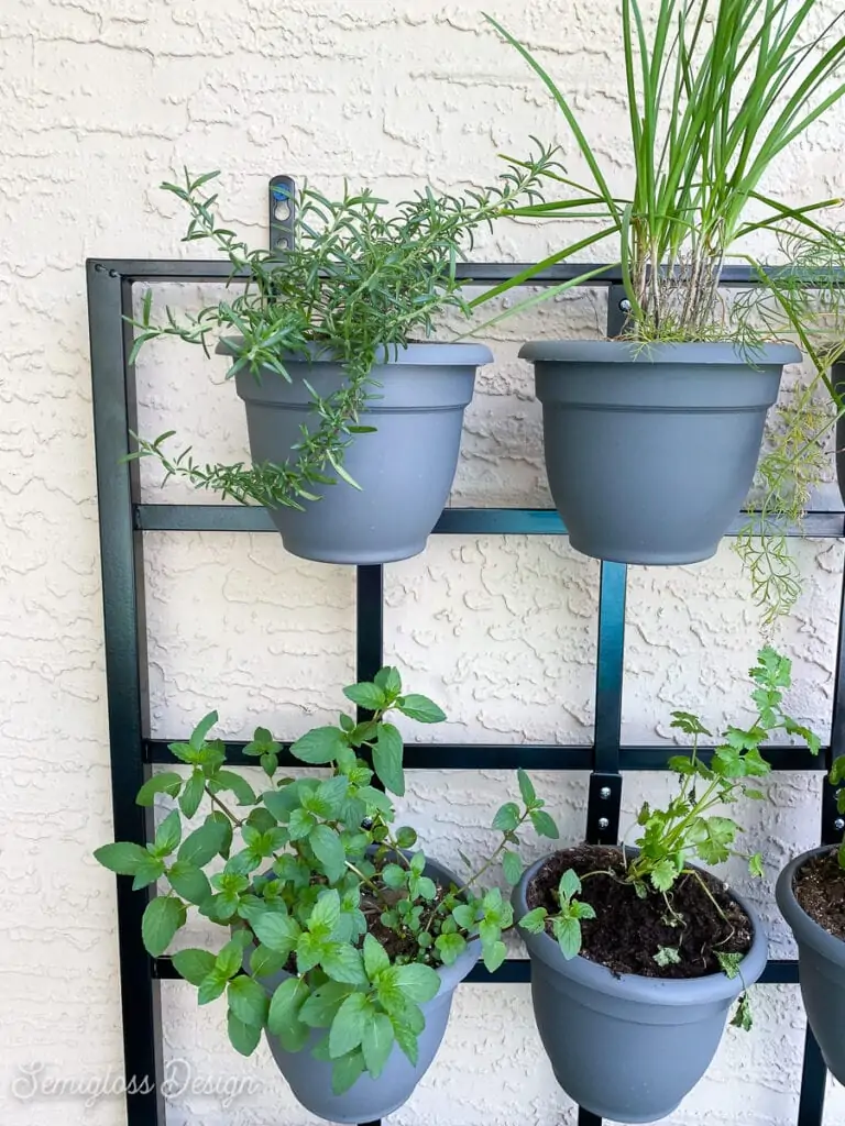 herb garden on trellis hanger