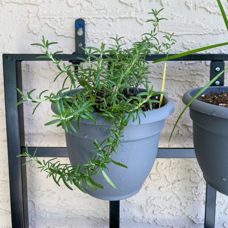 rosemary plant in gray pot