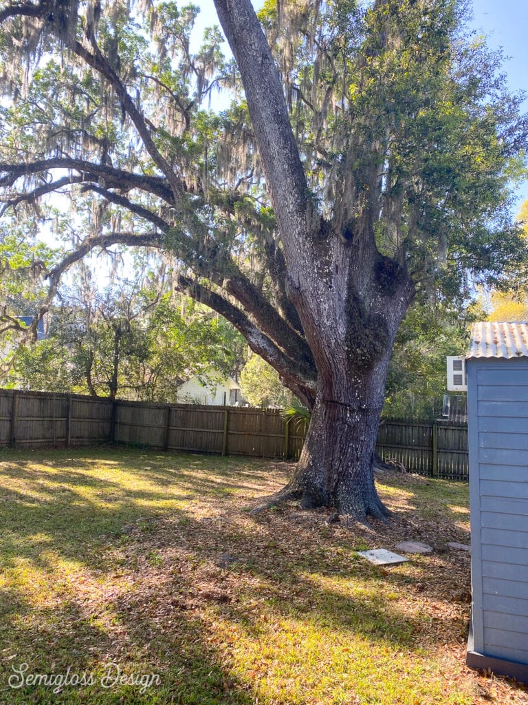 large live oak tree in backyard